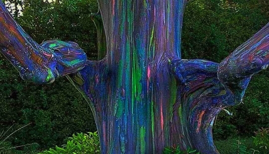 Este no es un cuadro de "Avatar", un árbol crece en la Tierra