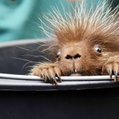 Este puercoespín es salvaje