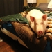 Esther es una "minicerda" de 227 kg que vive en la casa Esther es una "minicerda" de 227 kg que vive en la casa