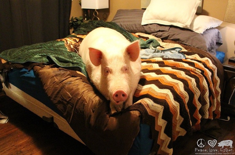 Esther is a 227 kg &quot;mini-pig&quot; who lives in the house