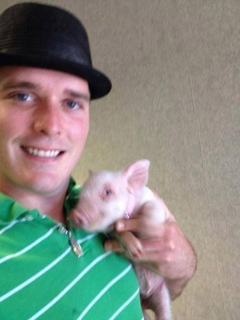 Esther is a 227 kg &quot;mini-pig&quot; who lives in the house