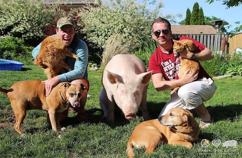 Esther is a 227 kg &quot;mini-pig&quot; who lives in the house