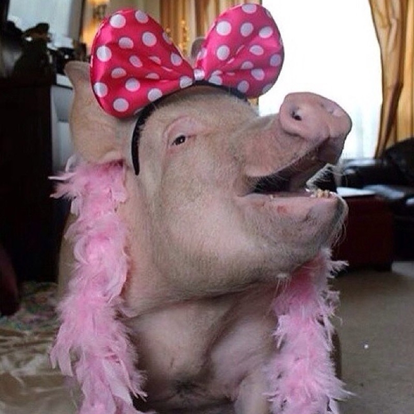 Esther is a 227 kg &quot;mini-pig&quot; who lives in the house