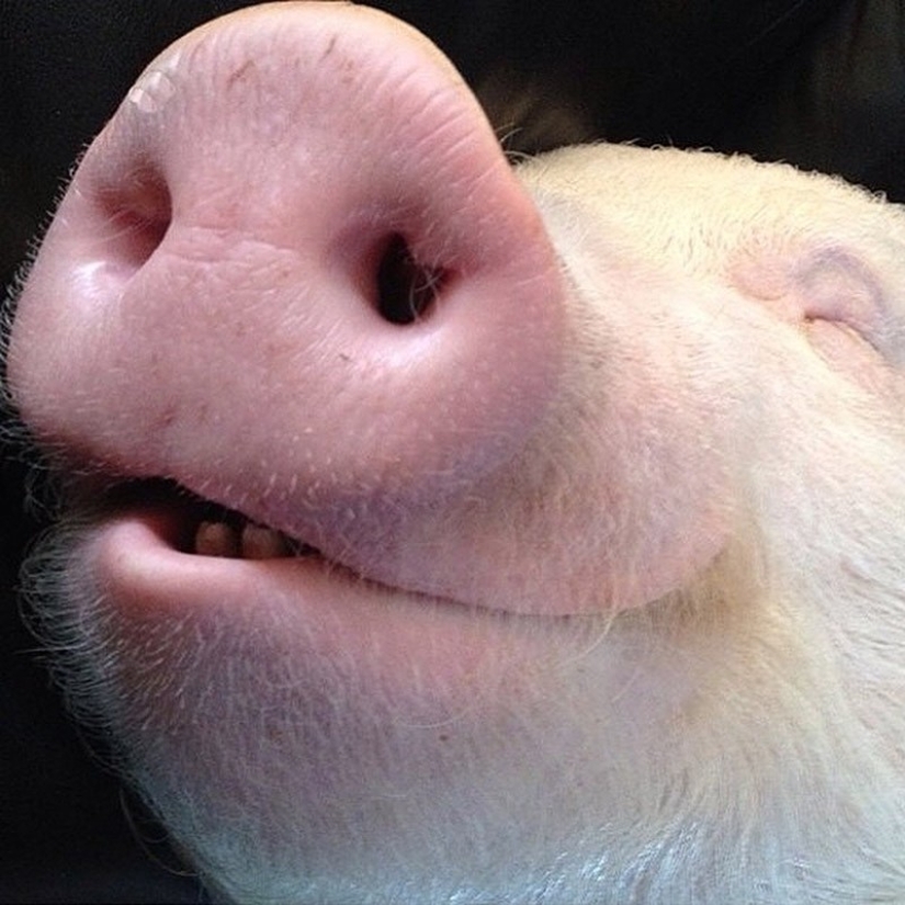 Esther is a 227 kg &quot;mini-pig&quot; who lives in the house