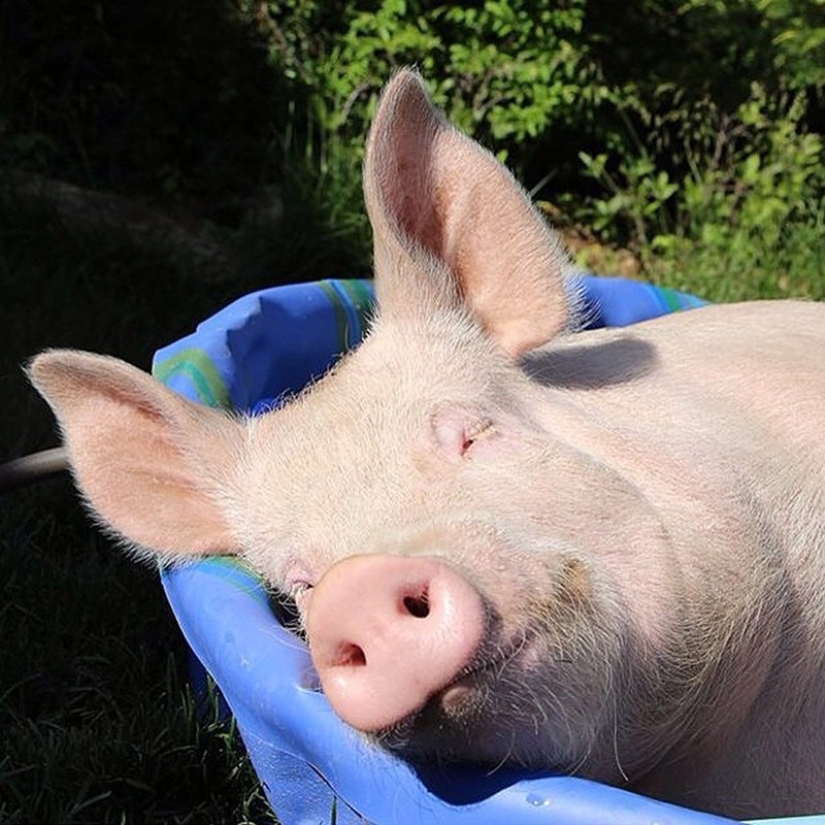 Esther is a 227 kg &quot;mini-pig&quot; who lives in the house
