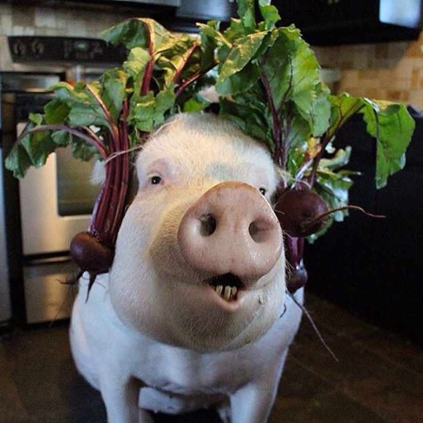 Esther is a 227 kg &quot;mini-pig&quot; who lives in the house