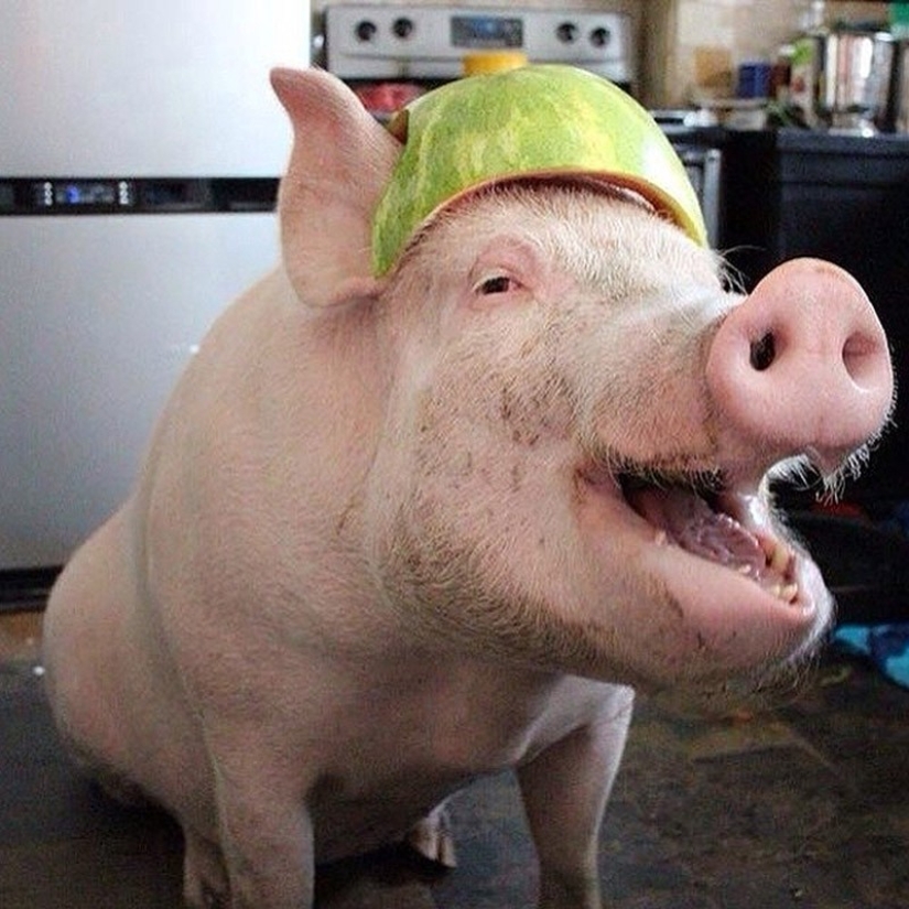 Esther is a 227 kg &quot;mini-pig&quot; who lives in the house
