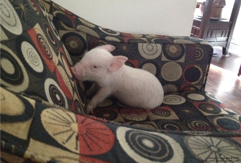 Esther is a 227 kg &quot;mini-pig&quot; who lives in the house