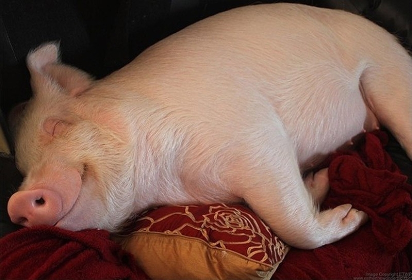 Esther is a 227 kg &quot;mini-pig&quot; who lives in the house