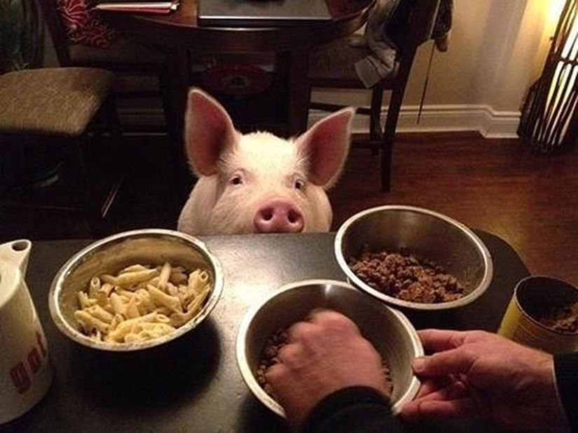 Esther is a 227 kg &quot;mini-pig&quot; who lives in the house