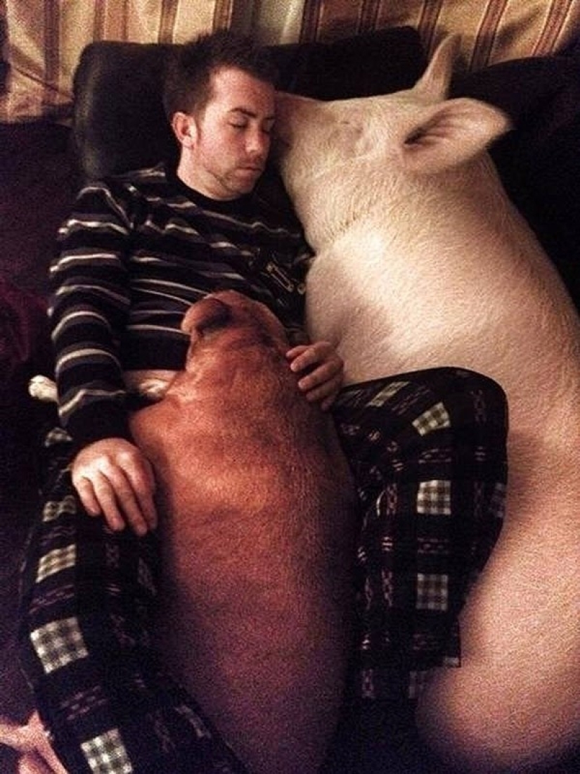 Esther is a 227 kg &quot;mini-pig&quot; who lives in the house