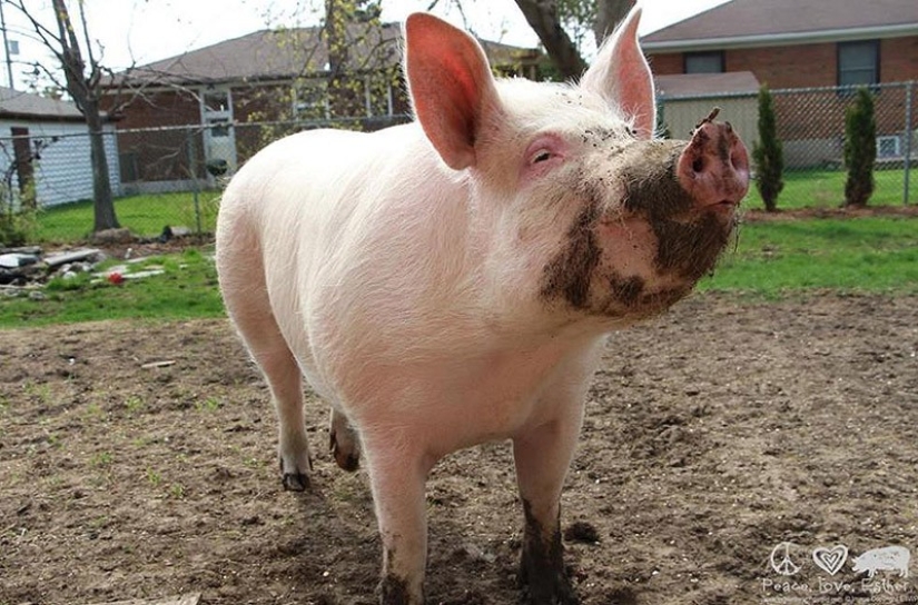 Esther is a 227 kg &quot;mini-pig&quot; who lives in the house