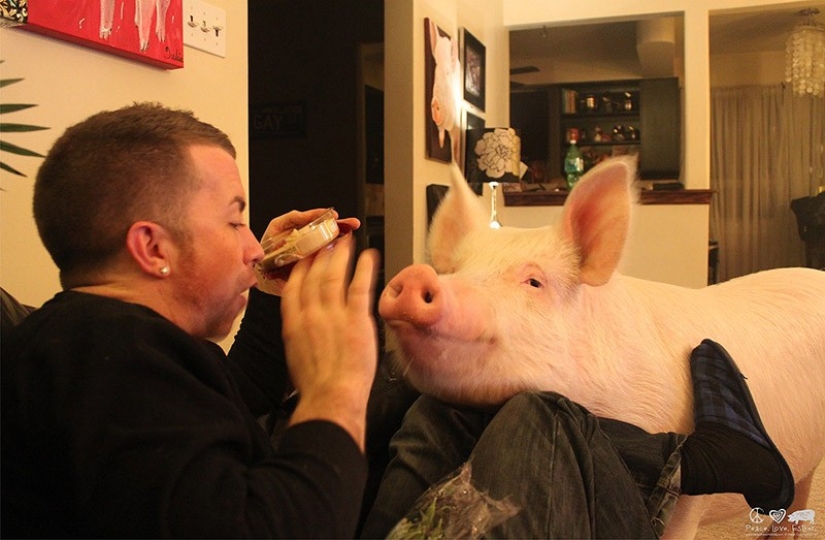Esther is a 227 kg &quot;mini-pig&quot; who lives in the house