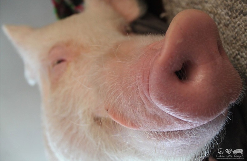 Esther is a 227 kg &quot;mini-pig&quot; who lives in the house