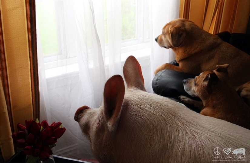 Esther is a 227 kg &quot;mini-pig&quot; who lives in the house