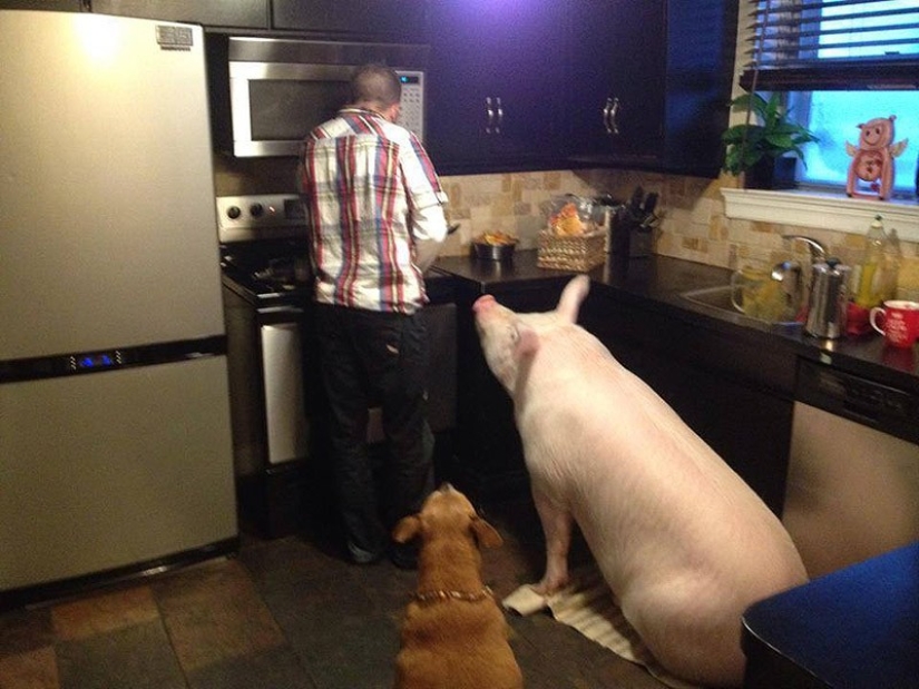 Esther is a 227 kg &quot;mini-pig&quot; who lives in the house
