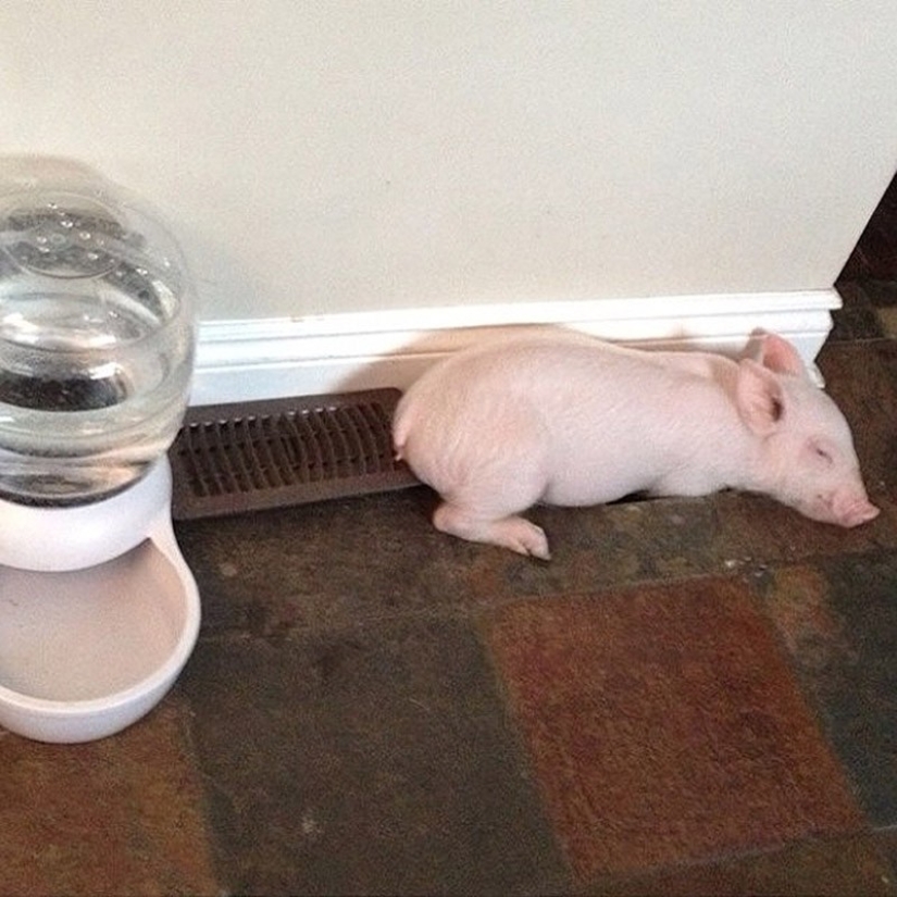Esther is a 227 kg &quot;mini-pig&quot; who lives in the house