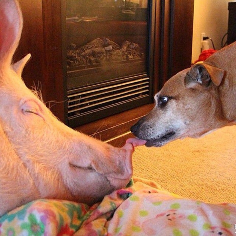 Esther is a 227 kg &quot;mini-pig&quot; who lives in the house