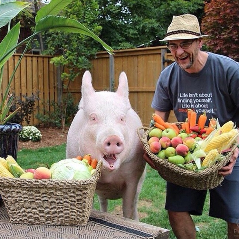 Esther is a 227 kg &quot;mini-pig&quot; who lives in the house
