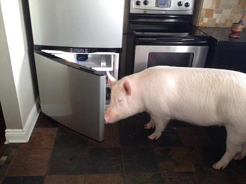Esther is a 227 kg &quot;mini-pig&quot; who lives in the house