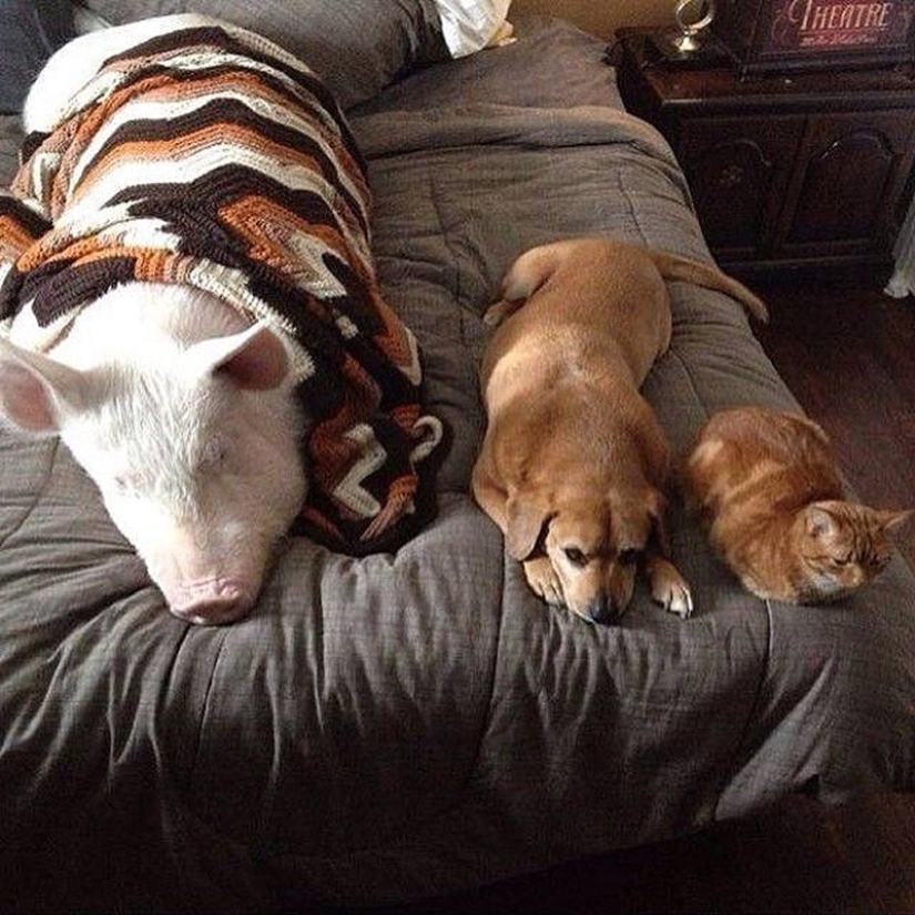 Esther is a 227 kg &quot;mini-pig&quot; who lives in the house