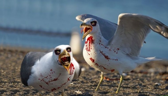 "Están listos para cualquier cosa" : en Gran Bretaña, las" gaviotas zombis " roban a los drogadictos