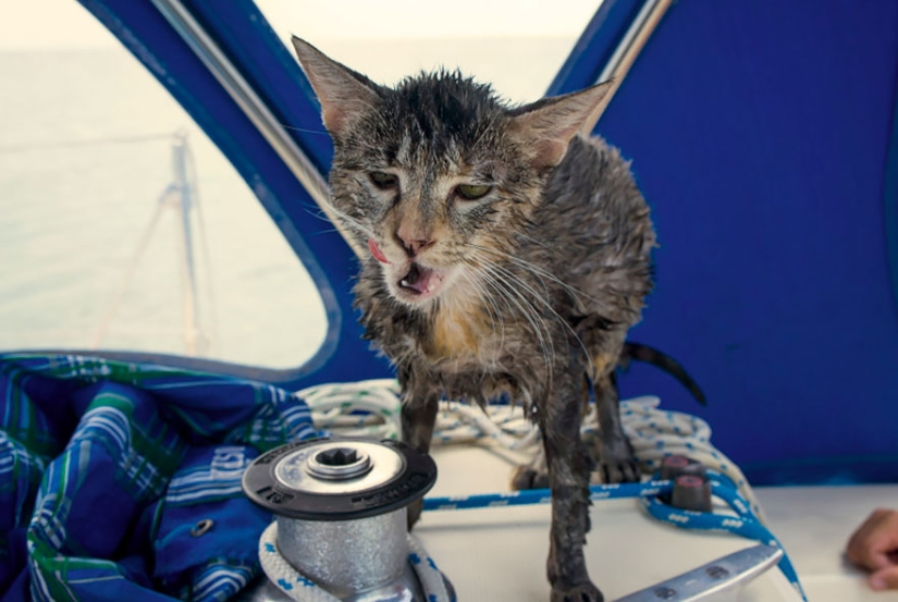Estos dos dejaron todo y se fueron de viaje, con su gato