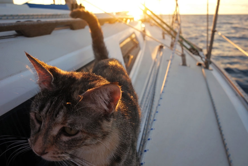 Estos dos dejaron todo y se fueron de viaje, con su gato