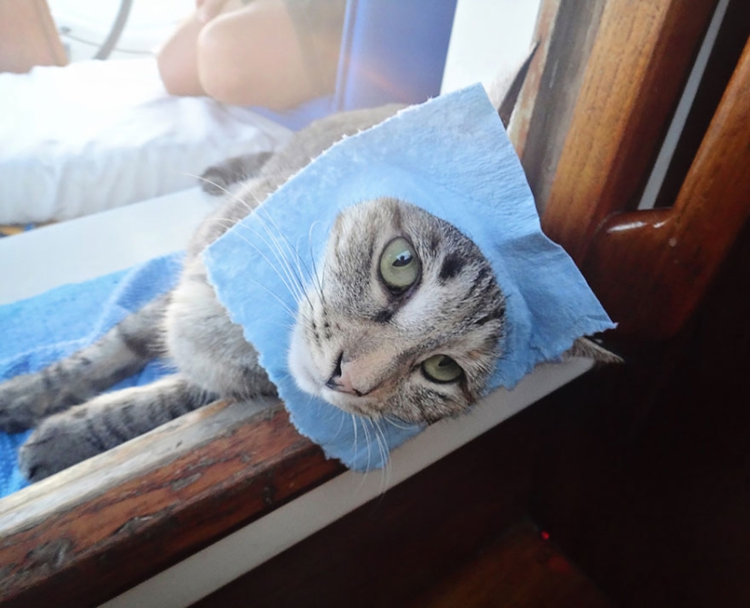 Estos dos dejaron todo y se fueron de viaje, con su gato