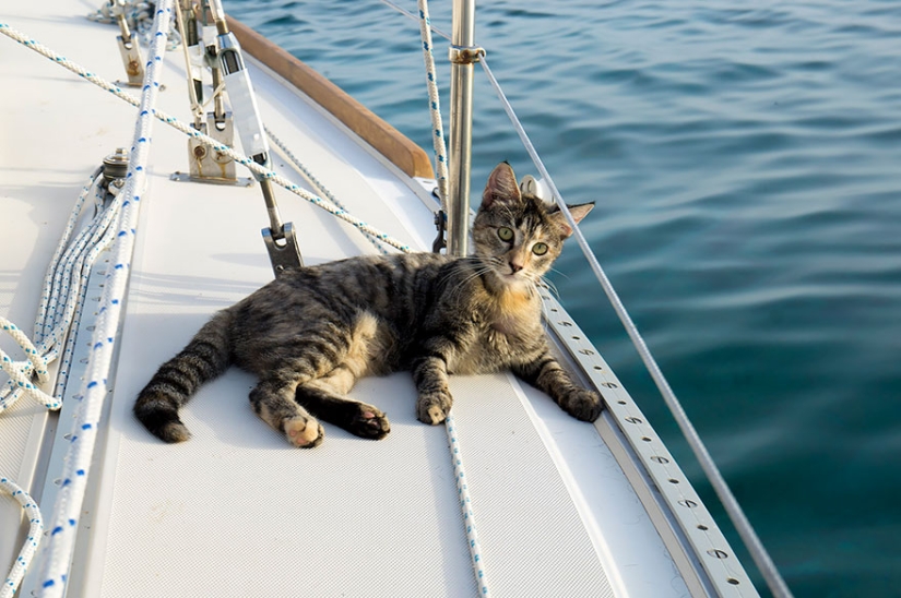 Estos dos dejaron todo y se fueron de viaje, con su gato