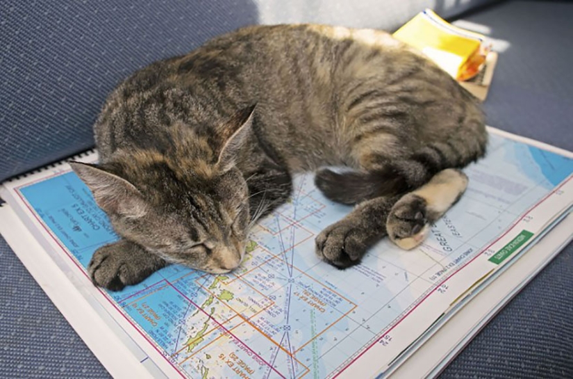 Estos dos dejaron todo y se fueron de viaje, con su gato