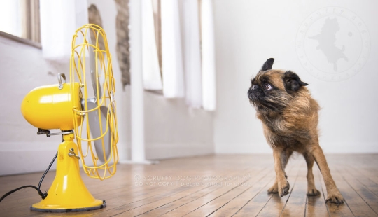 Estos perros están entusiasmados con los fans.