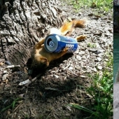 Estos pobres animales parecen tener una resaca severa