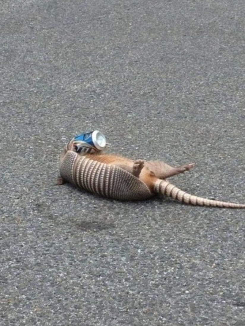 Estos pobres animales parecen tener una resaca severa