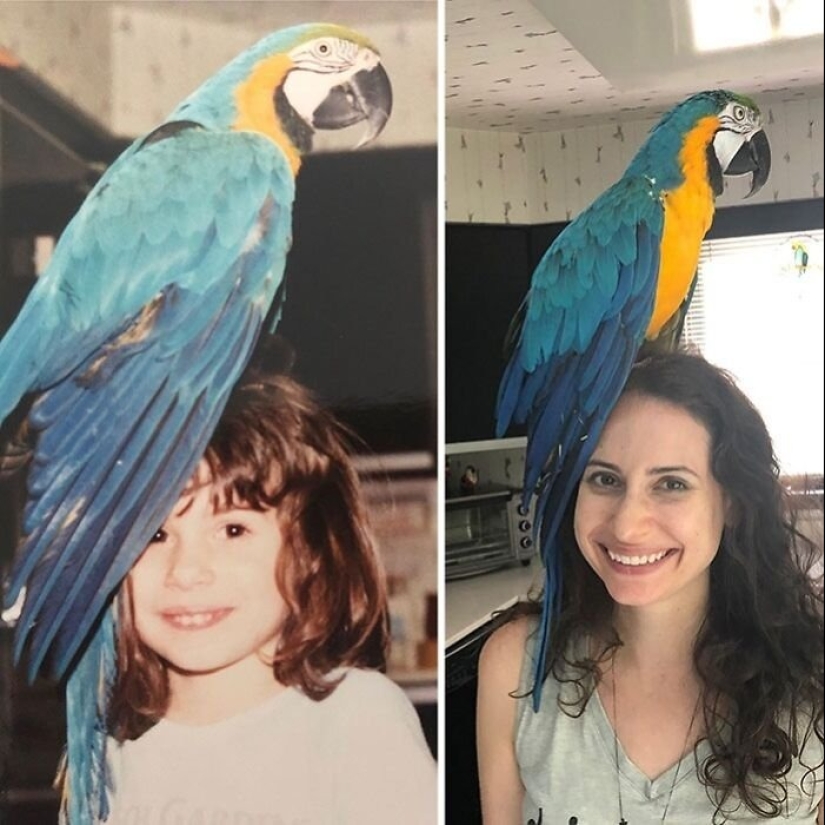 Everyday life of parrot owners in all their glory: 14 funny photos