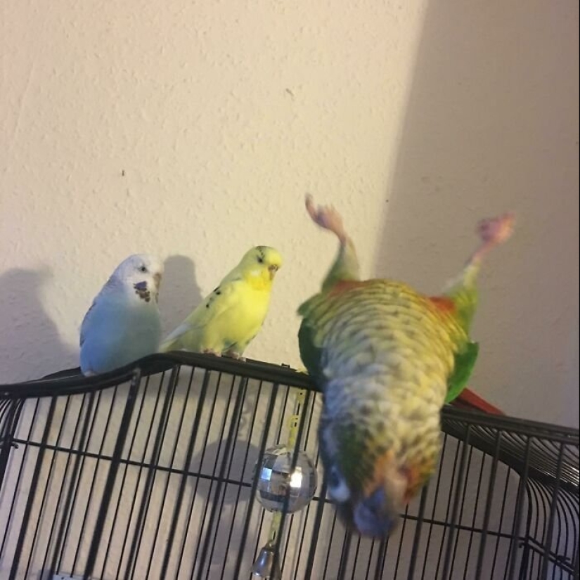Everyday life of parrot owners in all their glory: 14 funny photos