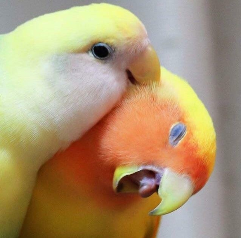 Everyday life of parrot owners in all their glory: 14 funny photos