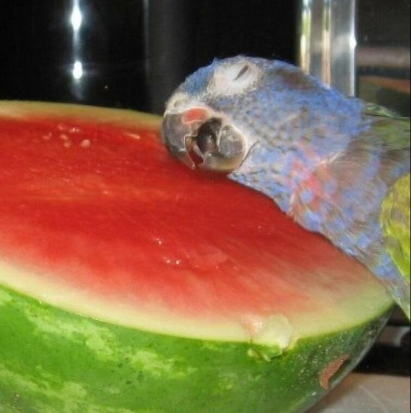 Everyday life of parrot owners in all their glory: 14 funny photos