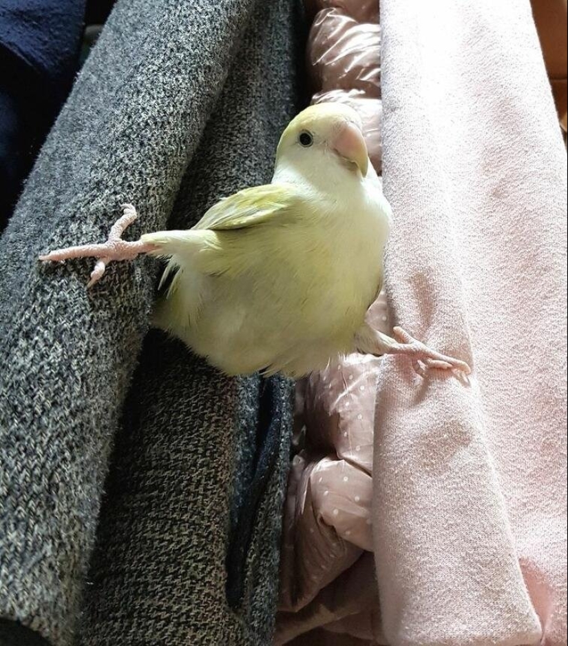 Everyday life of parrot owners in all their glory: 14 funny photos