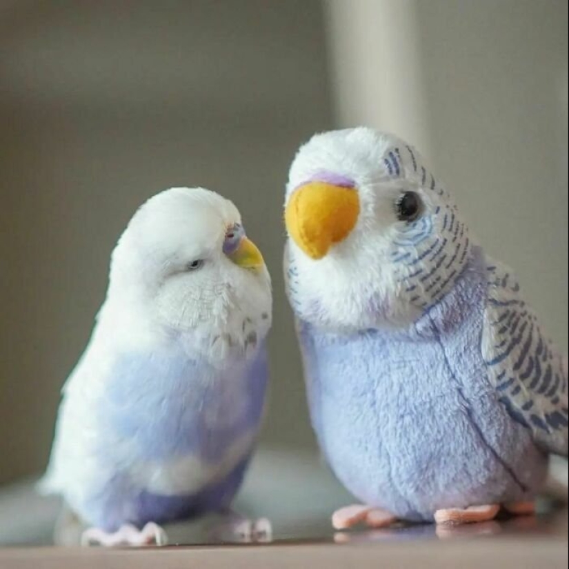 Everyday life of parrot owners in all their glory: 14 funny photos