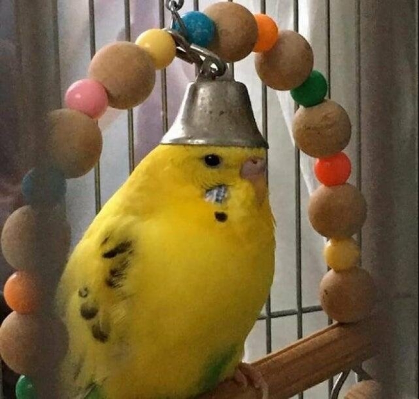 Everyday life of parrot owners in all their glory: 14 funny photos