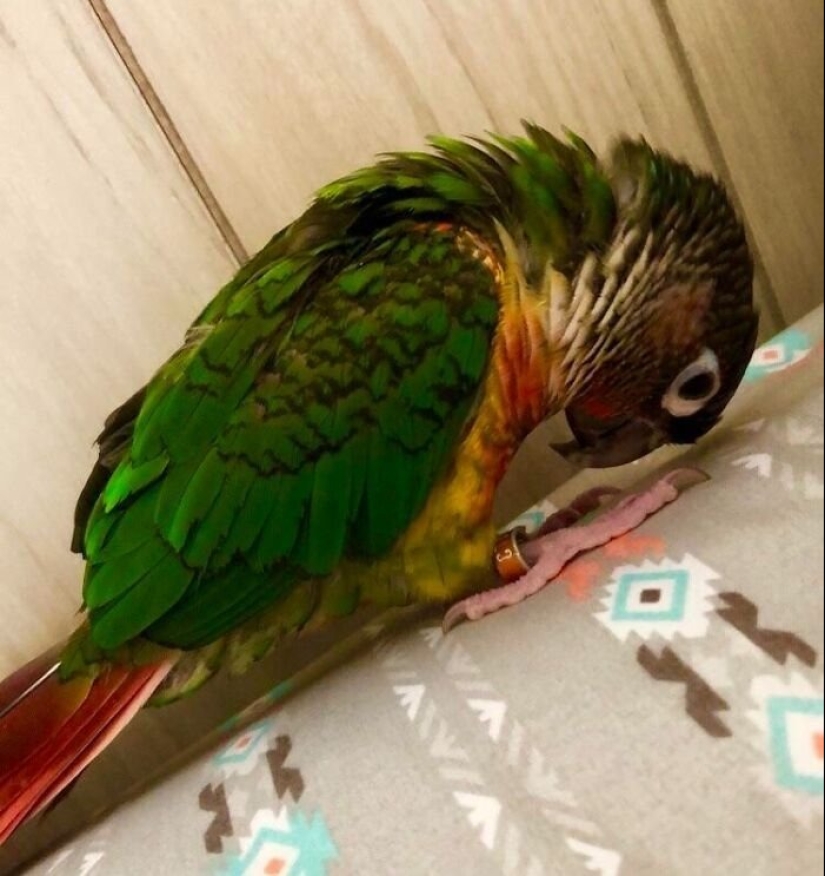 Everyday life of parrot owners in all their glory: 14 funny photos