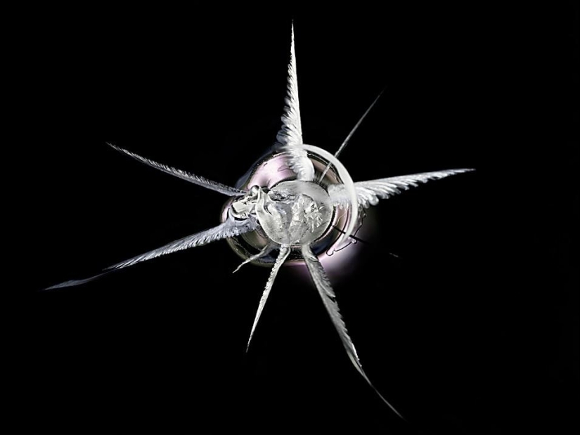 Explosión de galaxias: cómo una bala rompe el vidrio orgánico