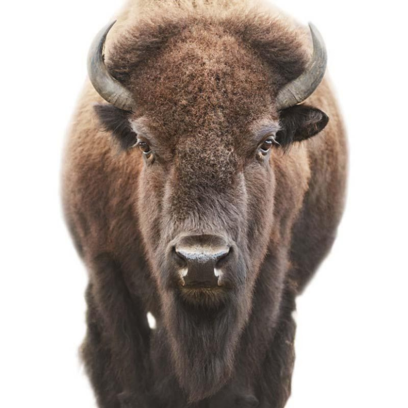 Expresiones faciales animales en la obra de Morten Coldby Expresiones faciales animales en la obra de Morten Coldby