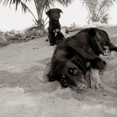 Expressive and touching portraits of street dogs