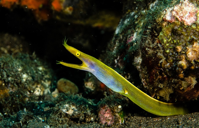 Extraterrestres de otros mundos: calificación de las criaturas marinas más extrañas