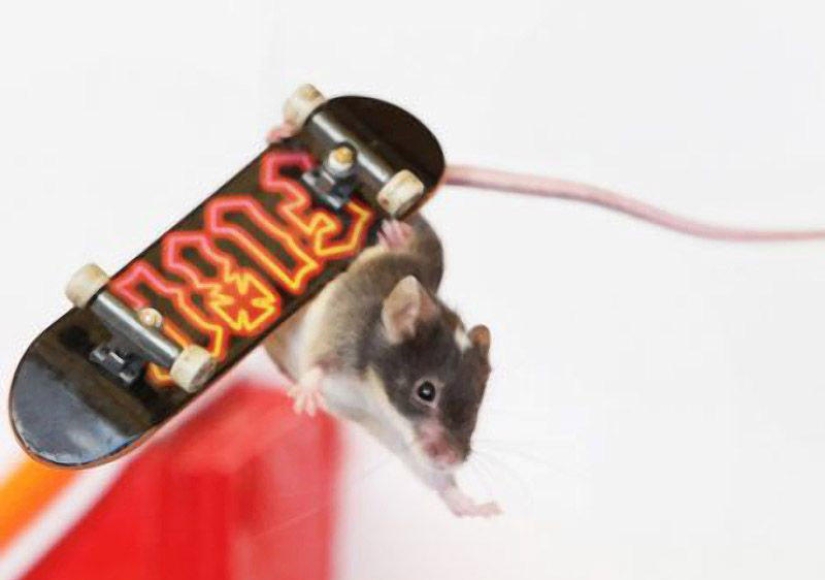 Extreme mice