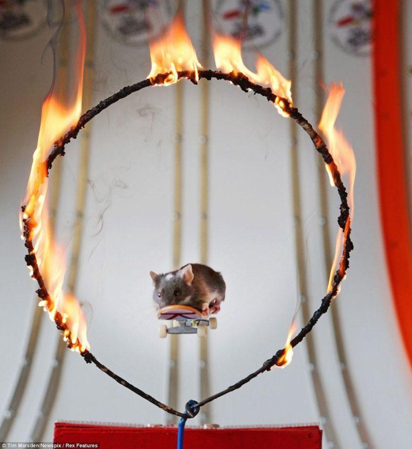 Extreme mice
