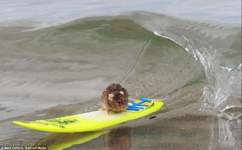 Extreme mice