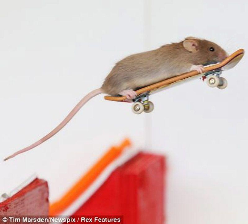 Extreme mice